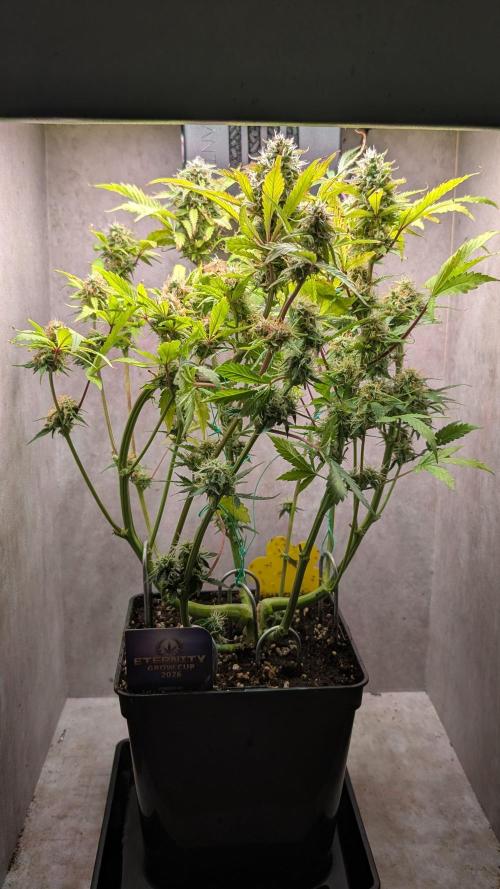 Eternity Grow Cup  Sticky Broccoli Auto. Week 10 - Day 66