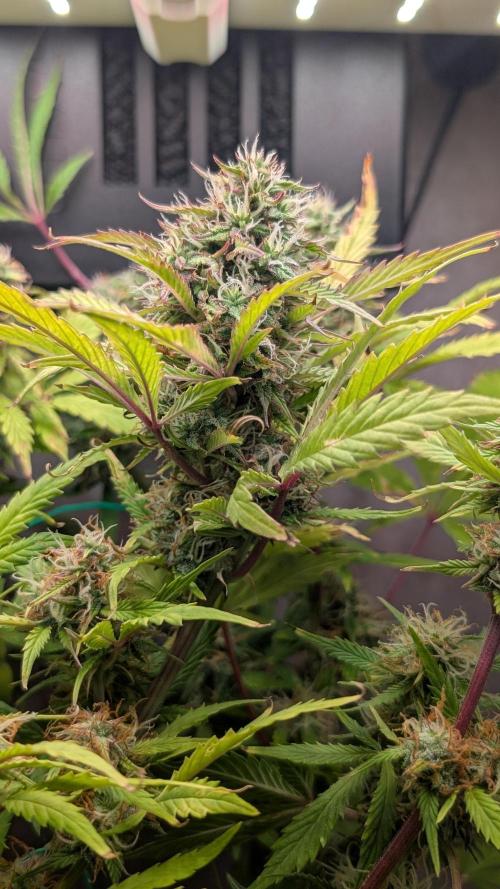 Eternity Grow Cup  Sticky Broccoli Auto. Week 10 - Day 66