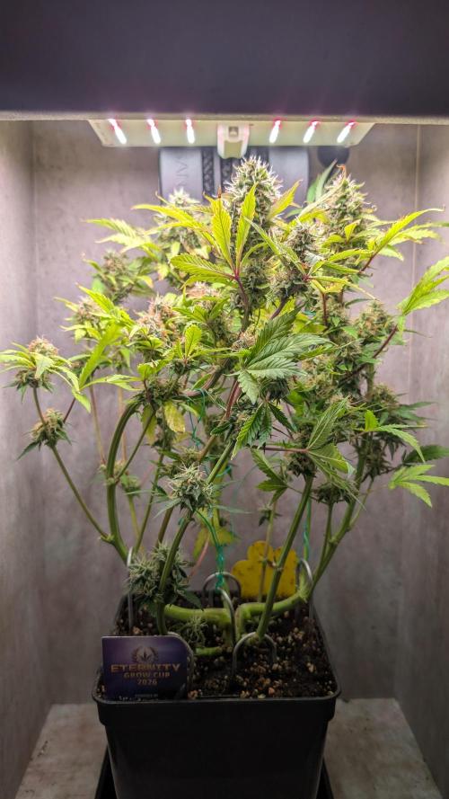 Eternity Grow Cup  Sticky Broccoli Auto. Week 10 - Day 70