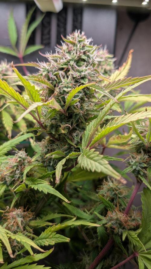 Eternity Grow Cup  Sticky Broccoli Auto. Week 10 - Day 70