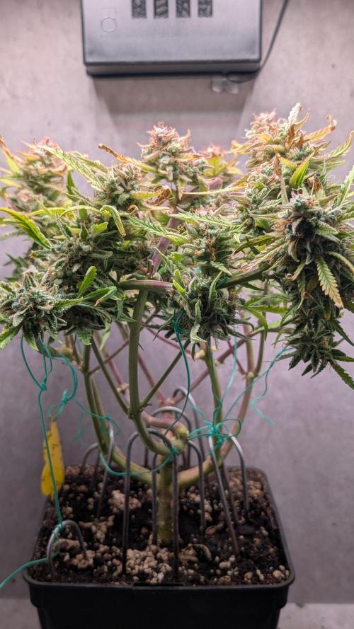 Permanent Jealousy XL Auto Sweet Seeds. Week 12 - Day 84