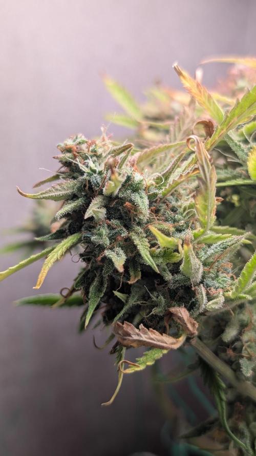 Permanent Jealousy XL Auto Sweet Seeds. Week 12 - Day 84