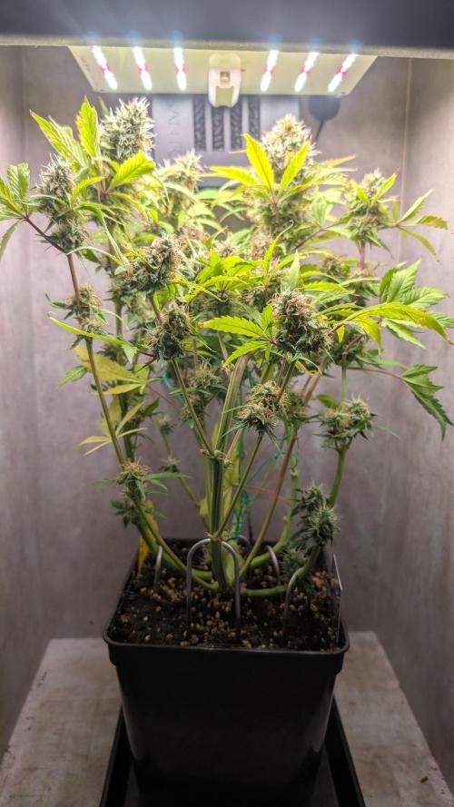 Eternity Grow Cup  Sticky Broccoli Auto. Week 11 - Day 71