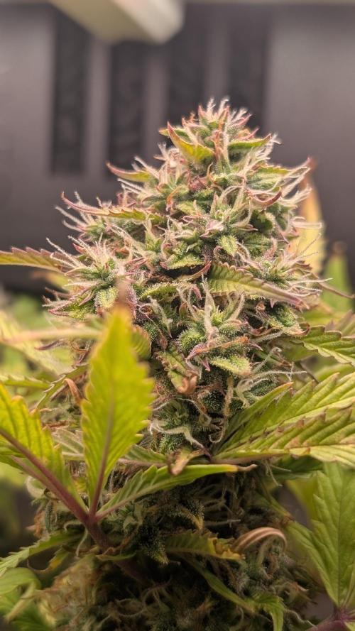 Eternity Grow Cup  Sticky Broccoli Auto. Week 11 - Day 71