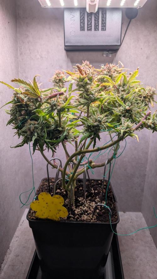 Permanent Jealousy XL Auto Sweet Seeds. Week 13 - Day 85