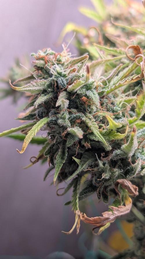 Permanent Jealousy XL Auto Sweet Seeds. Week 13 - Day 85