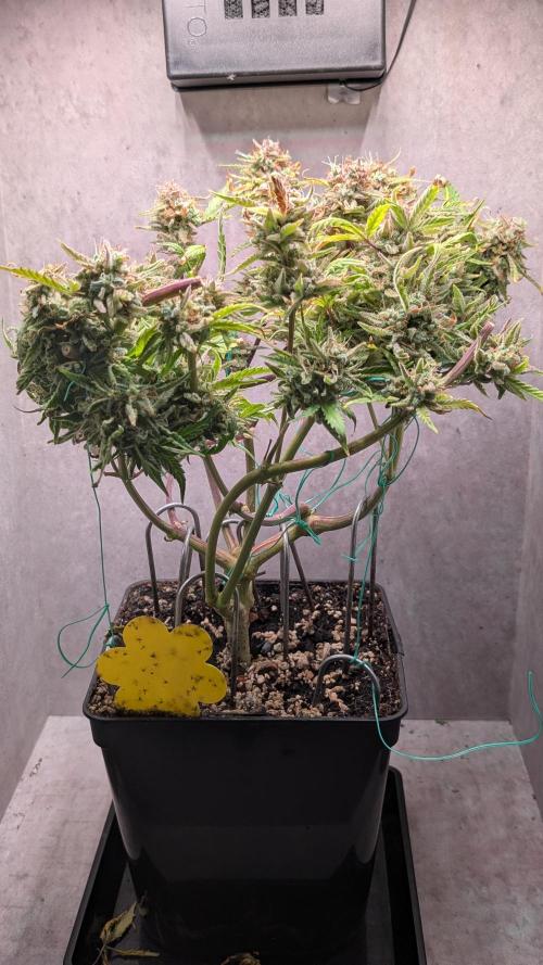Permanent Jealousy XL Auto Sweet Seeds. Week 13 - Day 89