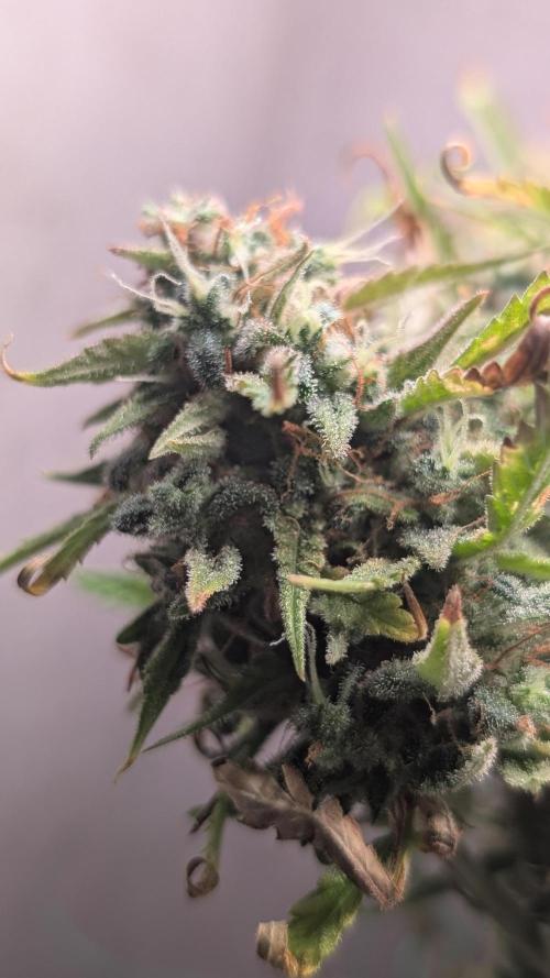 Permanent Jealousy XL Auto. Week 13
