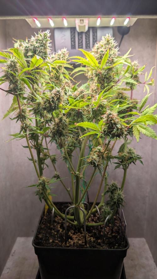 Eternity Grow Cup  Sticky Broccoli Auto. Week 11 - Day 75