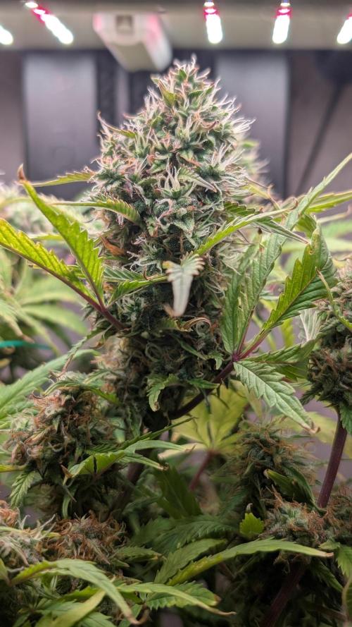 Eternity Grow Cup  Sticky Broccoli Auto. Week 11 - Day 75