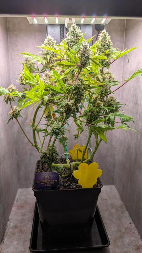 Eternity Grow Cup  Sticky Broccoli Auto. Week 11 - Day 77