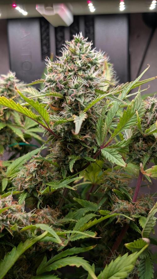 Eternity Grow Cup  Sticky Broccoli Auto. Week 11 - Day 77