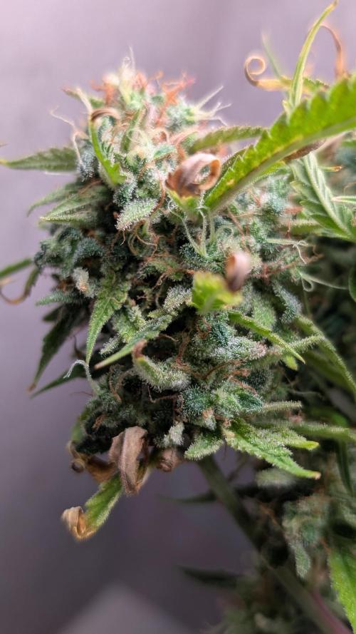 Permanent Jealousy XL Auto. Week 13
