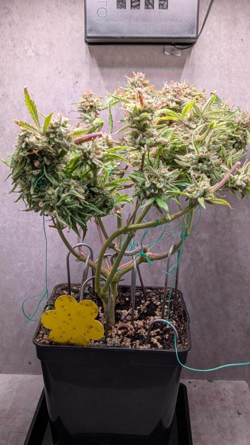 Permanent Jealousy XL Auto Sweet Seeds. Week 13 - Day 91