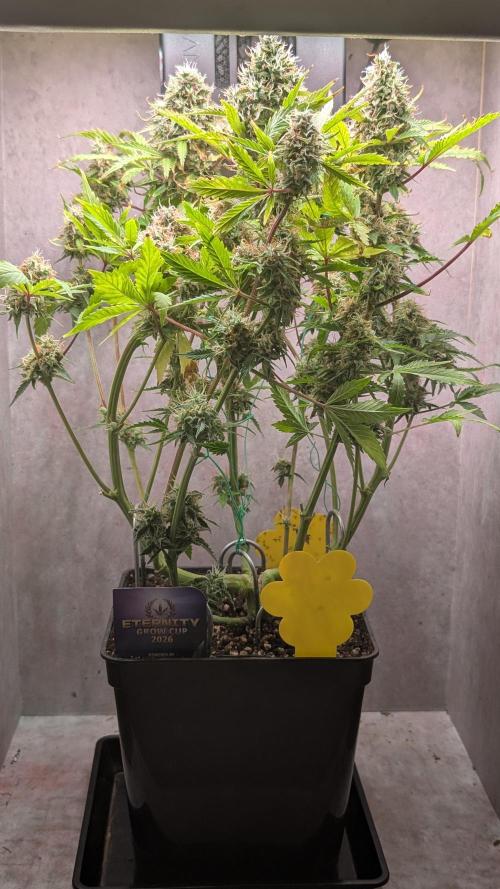 Eternity Grow Cup  Sticky Broccoli Auto. Week 12 - Day 78