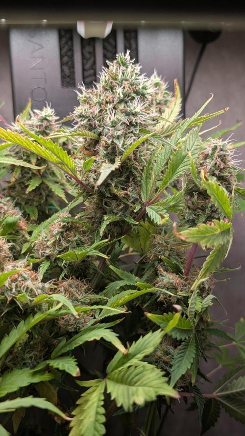 Eternity Grow Cup  Sticky Broccoli Auto. Week 12 - Day 78