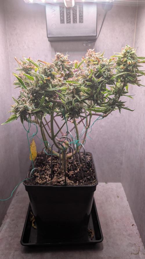 Permanent Jealousy XL Auto Sweet Seeds. Week 14 - Day 92