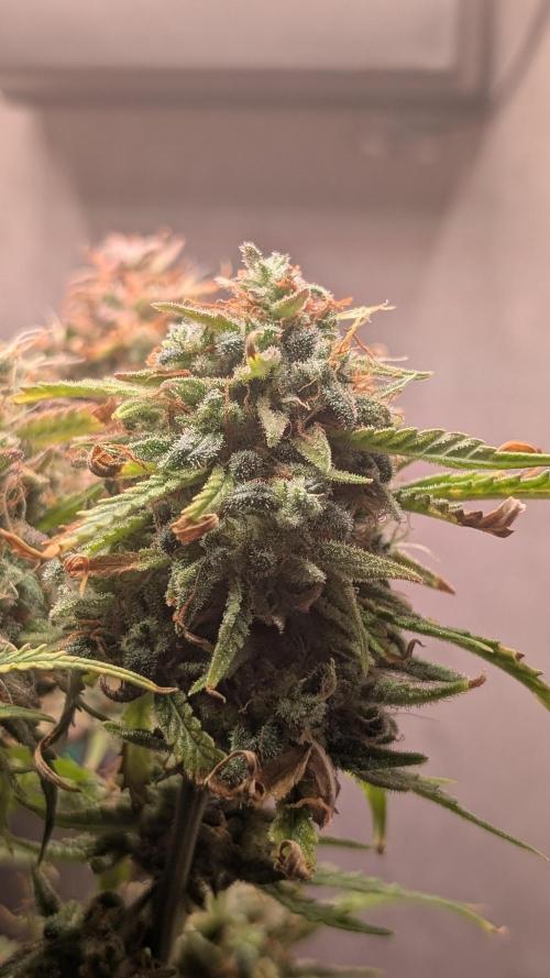 Permanent Jealousy XL Auto. Week 14