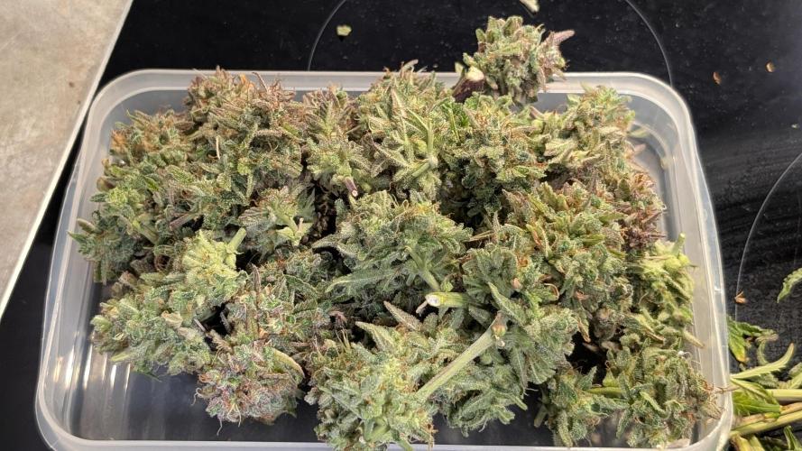 Permanent Jealousy XL Auto Sweet Seeds. Week 15