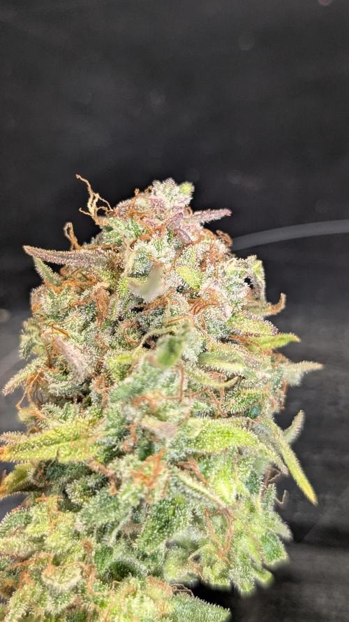 Permanent Jealousy XL Auto. Week 15