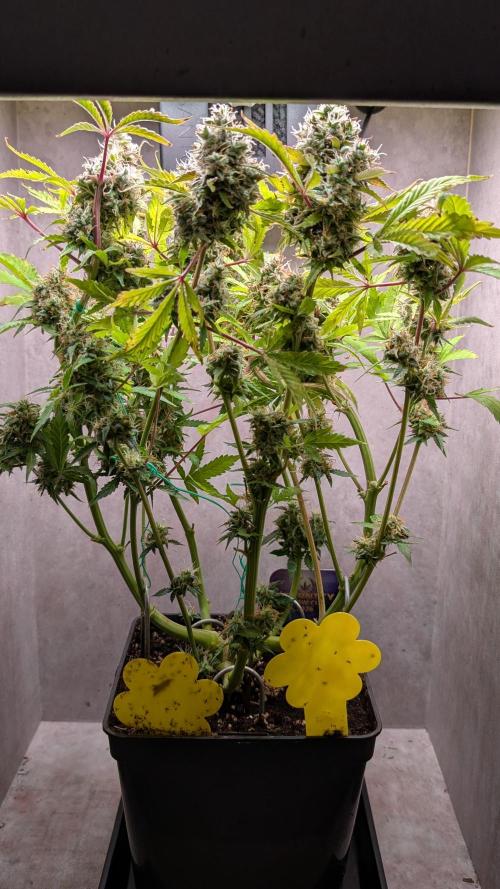 Eternity Grow Cup  Sticky Broccoli Auto. Week 12 - Day 83