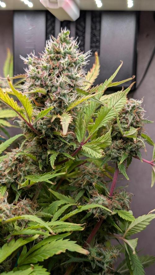 Eternity Grow Cup  Sticky Broccoli Auto. Week 12 - Day 83