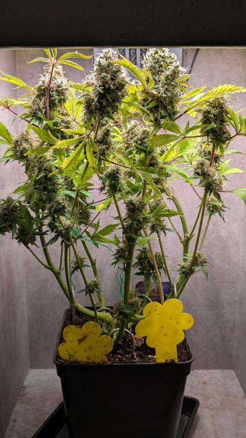 Eternity Grow Cup  Sticky Broccoli Auto. Week 13 - Day 85