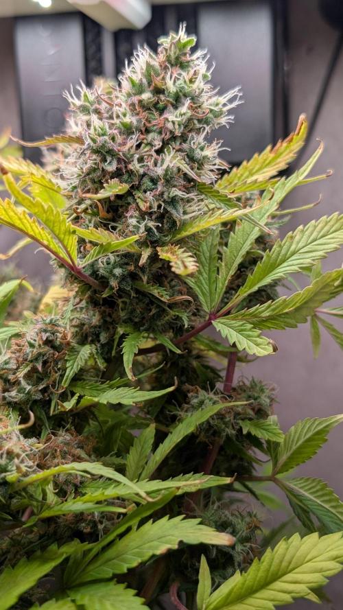 Eternity Grow Cup  Sticky Broccoli Auto. Week 13 - Day 85 