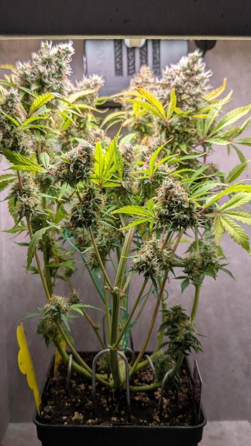 Eternity Grow Cup  Sticky Broccoli Auto. Week 13 - Day 86