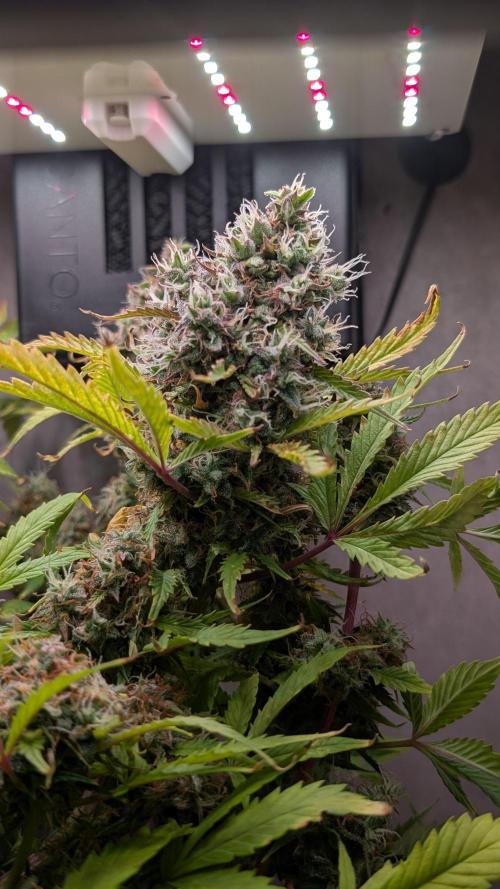 Eternity Grow Cup  Sticky Broccoli Auto. Week 13 - Day 86