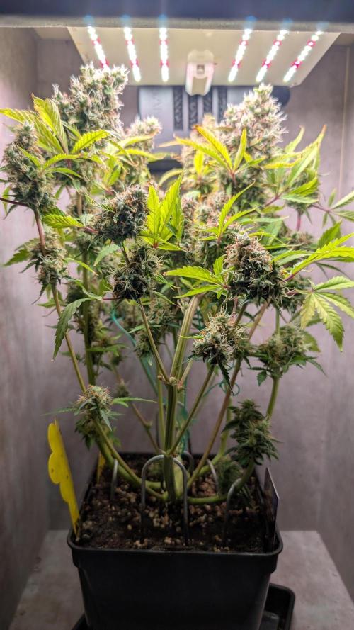 Eternity Grow Cup  Sticky Broccoli Auto. Week 13 - Day 88