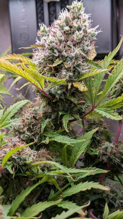 Eternity Grow Cup  Sticky Broccoli Auto. Week 13 - Day 88