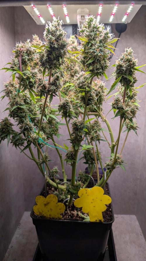 Eternity Grow Cup  Sticky Broccoli Auto. Week 13 - Day 89