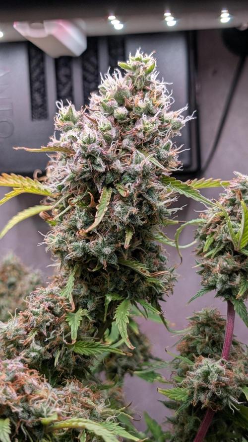 Eternity Grow Cup  Sticky Broccoli Auto. Week 13 - Day 89