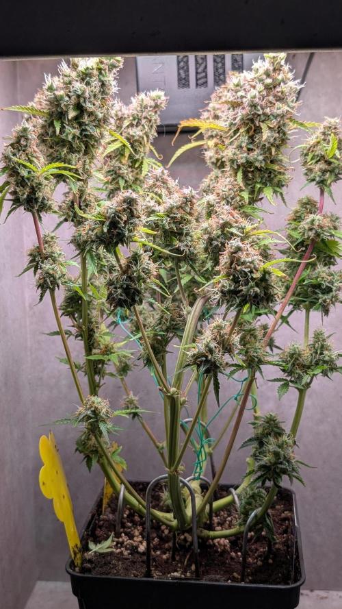 Eternity Grow Cup  Sticky Broccoli Auto. Week 14 - Day 92 