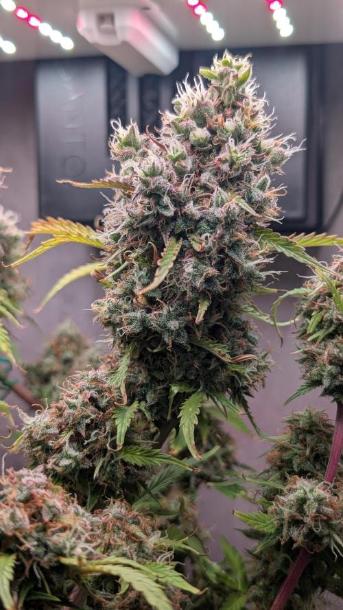 Eternity Grow Cup  Sticky Broccoli Auto. Week 14 - Day 92 
