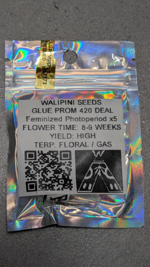Glue Prom Walipini Seeds. Week 0