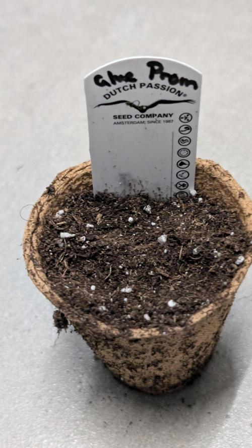 Glue Prom Walipini Seeds. Week 0