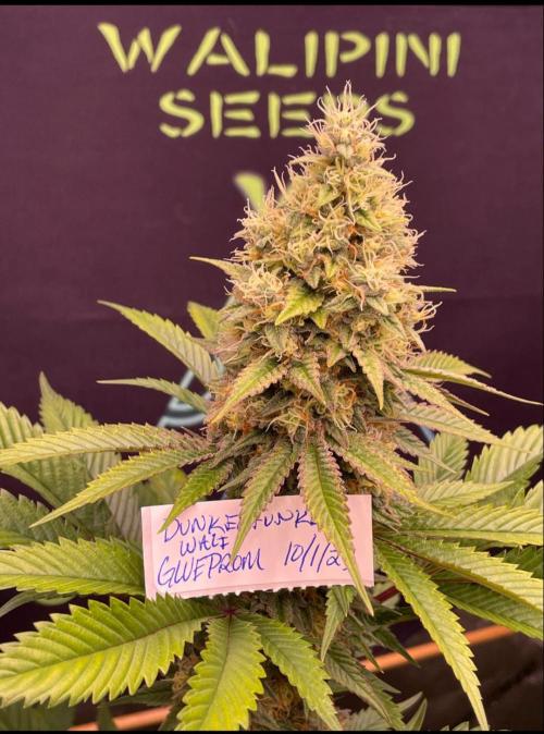 Glue Prom Walipini Seeds. Week 0