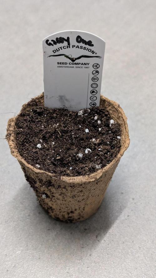The Gassy One Super Sativa Seed Club. Week 0