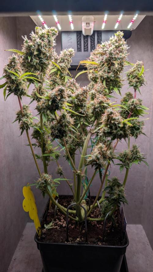 Eternity Grow Cup  Sticky Broccoli Auto. Week 14 - Day 93