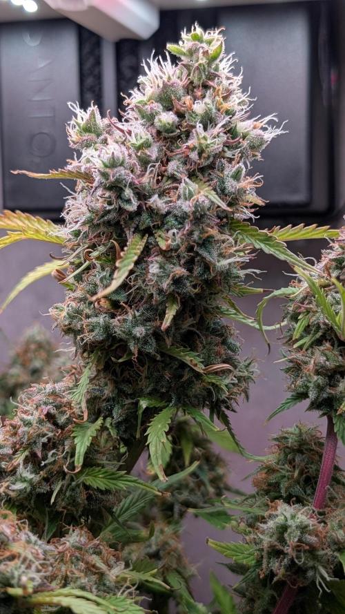 Eternity Grow Cup  Sticky Broccoli Auto. Week 14 - Day 93