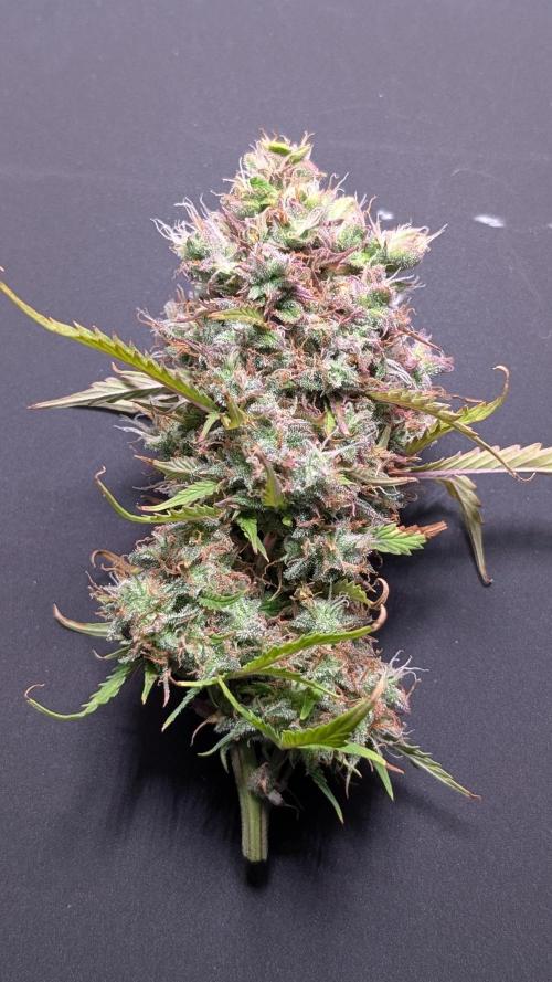 Eternity Grow Cup  Sticky Broccoli Auto. Week 14 - Day 93