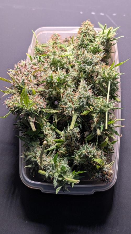 Eternity Grow Cup  Sticky Broccoli Auto. Week 14 - Day 93