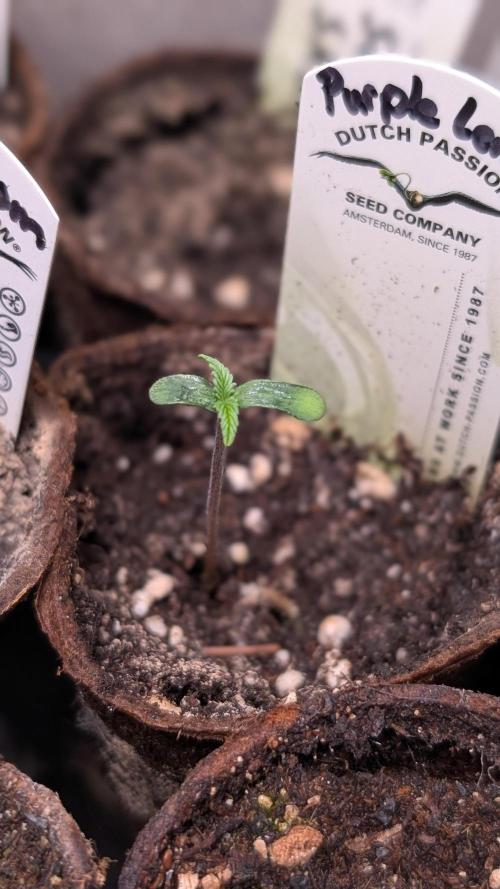 Purple Lemonade Auto Fast Buds Outdoor. Week 1 - Day 1