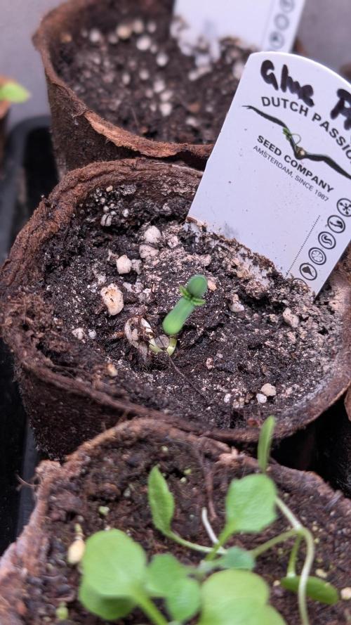 Glue Prom Walipini Seeds. Week 1 - Day 1
