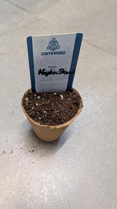 Afgahn Skunk Expert Seeds. Week 0