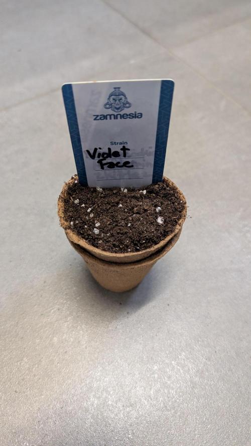 Violet Face Auto Anesia Seeds. Week 0