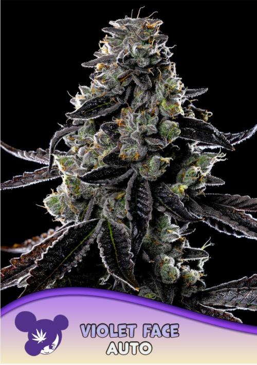 Violet Face Auto Anesia Seeds. Week 0