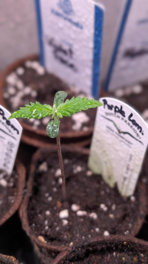 Purple Lemonade Auto Fast Buds Outdoor. Week 1 - Day 3